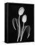 Black and White Tulip-Anna Miller-Framed Stretched Canvas