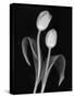 Black and White Tulip-Anna Miller-Stretched Canvas