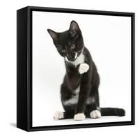 Black-And-White Tuxedo Kitten, Tuxie, 10 Weeks Old, Looking Up after Washing His Paw-Mark Taylor-Framed Stretched Canvas