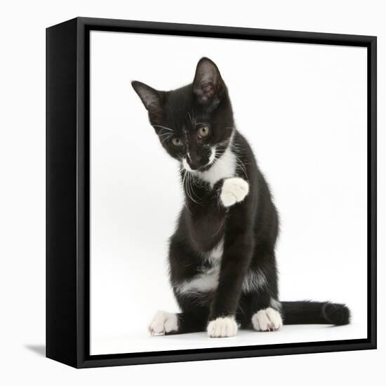 Black-And-White Tuxedo Kitten, Tuxie, 10 Weeks Old, Looking Up after Washing His Paw-Mark Taylor-Framed Stretched Canvas