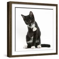 Black-And-White Tuxedo Kitten, Tuxie, 10 Weeks Old, Looking Up after Washing His Paw-Mark Taylor-Framed Photographic Print