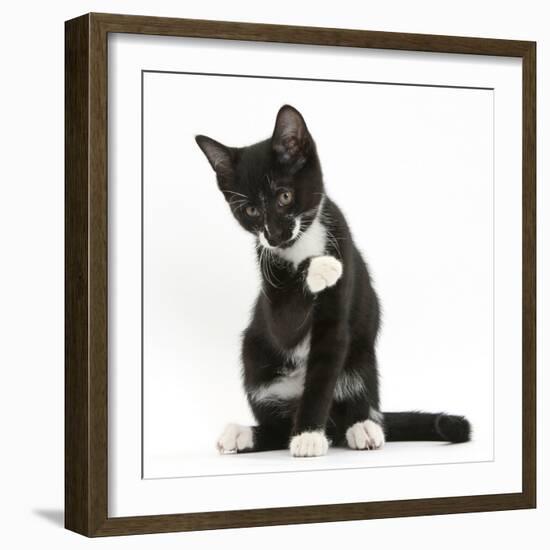 Black-And-White Tuxedo Kitten, Tuxie, 10 Weeks Old, Looking Up after Washing His Paw-Mark Taylor-Framed Photographic Print