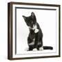 Black-And-White Tuxedo Kitten, Tuxie, 10 Weeks Old, Looking Up after Washing His Paw-Mark Taylor-Framed Photographic Print