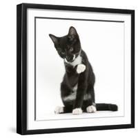 Black-And-White Tuxedo Kitten, Tuxie, 10 Weeks Old, Looking Up after Washing His Paw-Mark Taylor-Framed Photographic Print