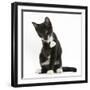 Black-And-White Tuxedo Kitten, Tuxie, 10 Weeks Old, Looking Up after Washing His Paw-Mark Taylor-Framed Photographic Print