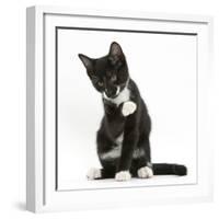 Black-And-White Tuxedo Kitten, Tuxie, 10 Weeks Old, Looking Up after Washing His Paw-Mark Taylor-Framed Photographic Print