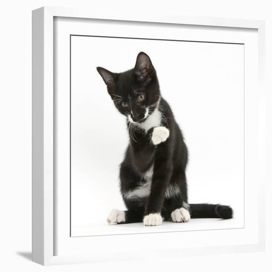 Black-And-White Tuxedo Kitten, Tuxie, 10 Weeks Old, Looking Up after Washing His Paw-Mark Taylor-Framed Photographic Print