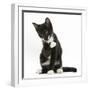 Black-And-White Tuxedo Kitten, Tuxie, 10 Weeks Old, Looking Up after Washing His Paw-Mark Taylor-Framed Photographic Print