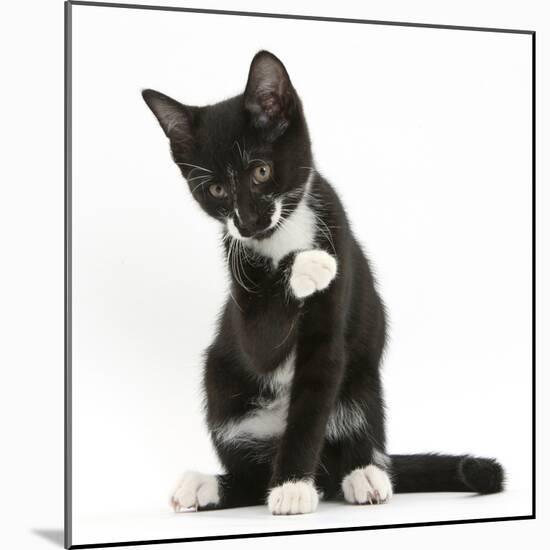 Black-And-White Tuxedo Kitten, Tuxie, 10 Weeks Old, Looking Up after Washing His Paw-Mark Taylor-Mounted Photographic Print