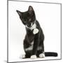 Black-And-White Tuxedo Kitten, Tuxie, 10 Weeks Old, Looking Up after Washing His Paw-Mark Taylor-Mounted Photographic Print