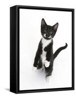 Black and White Tuxedo Kitten, Tuxie, Standing Up on Haunches and Looking Up with Raised Paws-Mark Taylor-Framed Stretched Canvas