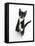 Black and White Tuxedo Kitten, Tuxie, Standing Up on Haunches and Looking Up with Raised Paws-Mark Taylor-Framed Stretched Canvas