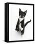 Black and White Tuxedo Kitten, Tuxie, Standing Up on Haunches and Looking Up with Raised Paws-Mark Taylor-Framed Stretched Canvas