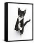 Black and White Tuxedo Kitten, Tuxie, Standing Up on Haunches and Looking Up with Raised Paws-Mark Taylor-Framed Stretched Canvas