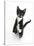 Black and White Tuxedo Kitten, Tuxie, Standing Up on Haunches and Looking Up with Raised Paws-Mark Taylor-Stretched Canvas