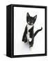 Black and White Tuxedo Kitten, Tuxie, Standing Up on Haunches and Looking Up with Raised Paws-Mark Taylor-Framed Stretched Canvas