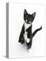 Black and White Tuxedo Kitten, Tuxie, Standing Up on Haunches and Looking Up with Raised Paws-Mark Taylor-Stretched Canvas