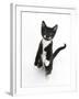 Black and White Tuxedo Kitten, Tuxie, Standing Up on Haunches and Looking Up with Raised Paws-Mark Taylor-Framed Photographic Print