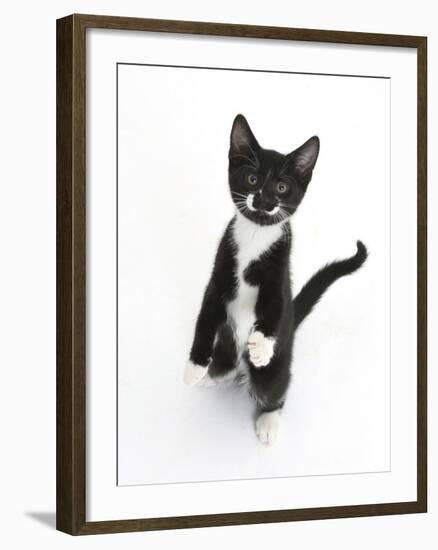 Black and White Tuxedo Kitten, Tuxie, Standing Up on Haunches and Looking Up with Raised Paws-Mark Taylor-Framed Photographic Print