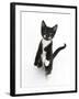 Black and White Tuxedo Kitten, Tuxie, Standing Up on Haunches and Looking Up with Raised Paws-Mark Taylor-Framed Photographic Print