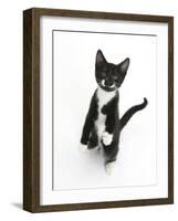 Black and White Tuxedo Kitten, Tuxie, Standing Up on Haunches and Looking Up with Raised Paws-Mark Taylor-Framed Photographic Print