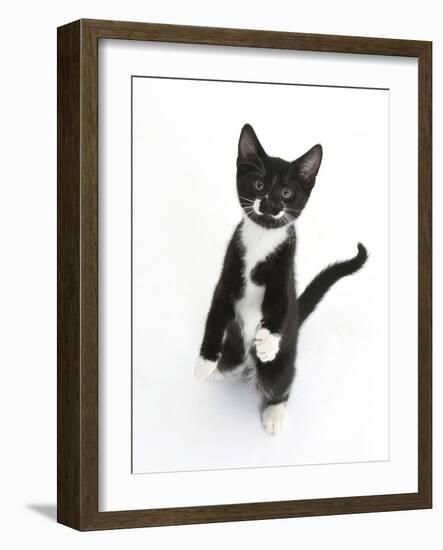 Black and White Tuxedo Kitten, Tuxie, Standing Up on Haunches and Looking Up with Raised Paws-Mark Taylor-Framed Photographic Print