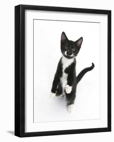 Black and White Tuxedo Kitten, Tuxie, Standing Up on Haunches and Looking Up with Raised Paws-Mark Taylor-Framed Photographic Print