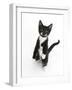 Black and White Tuxedo Kitten, Tuxie, Standing Up on Haunches and Looking Up with Raised Paws-Mark Taylor-Framed Photographic Print