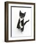 Black and White Tuxedo Kitten, Tuxie, Standing Up on Haunches and Looking Up with Raised Paws-Mark Taylor-Framed Photographic Print