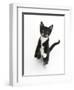 Black and White Tuxedo Kitten, Tuxie, Standing Up on Haunches and Looking Up with Raised Paws-Mark Taylor-Framed Photographic Print