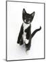 Black and White Tuxedo Kitten, Tuxie, Standing Up on Haunches and Looking Up with Raised Paws-Mark Taylor-Mounted Photographic Print