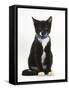 Black-And-White Tuxedo Male Kitten, Tuxie, 3 Months Old, Sitting Wearing a Blue Collar and Bell-Mark Taylor-Framed Stretched Canvas