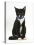 Black-And-White Tuxedo Male Kitten, Tuxie, 3 Months Old, Sitting Wearing a Blue Collar and Bell-Mark Taylor-Stretched Canvas