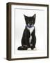 Black-And-White Tuxedo Male Kitten, Tuxie, 3 Months Old, Sitting Wearing a Blue Collar and Bell-Mark Taylor-Framed Photographic Print