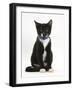 Black-And-White Tuxedo Male Kitten, Tuxie, 3 Months Old, Sitting Wearing a Blue Collar and Bell-Mark Taylor-Framed Photographic Print