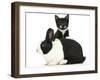 Black-And-White Tuxedo Male Kitten, Tuxie, 8 Weeks-Mark Taylor-Framed Photographic Print