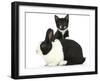 Black-And-White Tuxedo Male Kitten, Tuxie, 8 Weeks-Mark Taylor-Framed Photographic Print