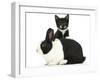 Black-And-White Tuxedo Male Kitten, Tuxie, 8 Weeks-Mark Taylor-Framed Photographic Print