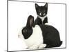 Black-And-White Tuxedo Male Kitten, Tuxie, 8 Weeks-Mark Taylor-Mounted Photographic Print