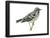 Black-And-White Warbler (Mniotilta Varia), Birds-Encyclopaedia Britannica-Framed Poster