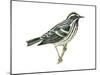 Black-And-White Warbler (Mniotilta Varia), Birds-Encyclopaedia Britannica-Mounted Poster