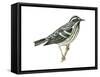 Black-And-White Warbler (Mniotilta Varia), Birds-Encyclopaedia Britannica-Framed Stretched Canvas