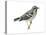 Black-And-White Warbler (Mniotilta Varia), Birds-Encyclopaedia Britannica-Stretched Canvas