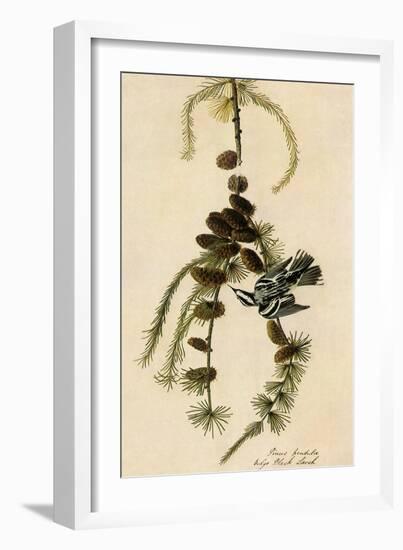 Black-And-White Warbler-John James Audubon-Framed Giclee Print