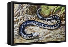 Black-And-White Worm Lizard or Speckled Worm Lizard (Amphisbaena Fuliginosa), Amphisbaenidae-null-Framed Stretched Canvas