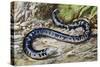 Black-And-White Worm Lizard or Speckled Worm Lizard (Amphisbaena Fuliginosa), Amphisbaenidae-null-Stretched Canvas