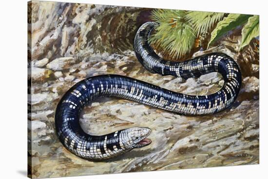 Black-And-White Worm Lizard or Speckled Worm Lizard (Amphisbaena Fuliginosa), Amphisbaenidae-null-Stretched Canvas