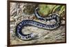 Black-And-White Worm Lizard or Speckled Worm Lizard (Amphisbaena Fuliginosa), Amphisbaenidae-null-Framed Giclee Print