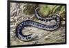 Black-And-White Worm Lizard or Speckled Worm Lizard (Amphisbaena Fuliginosa), Amphisbaenidae-null-Framed Giclee Print