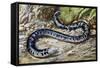 Black-And-White Worm Lizard or Speckled Worm Lizard (Amphisbaena Fuliginosa), Amphisbaenidae-null-Framed Stretched Canvas